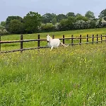 Dans Un Petit Haras Hébergement de vacances Mézidon-Canon