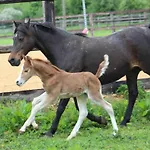 Dans Un Petit Haras *