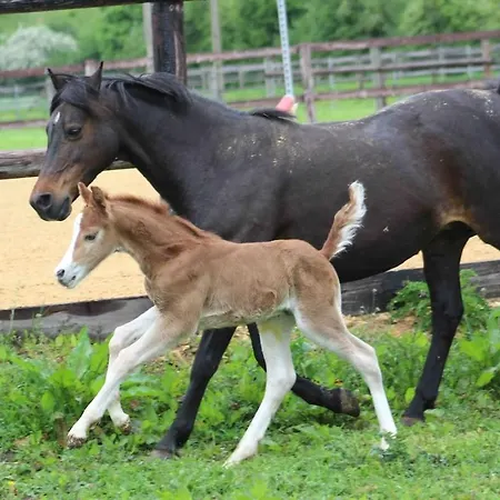 Dans Un Petit Haras *